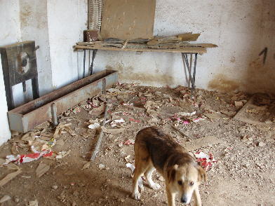 A typical scene from dog pound outside